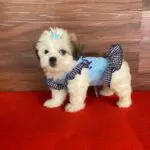 Lhasa Apso Fêmea