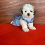 Lhasa Apso Fêmea 2