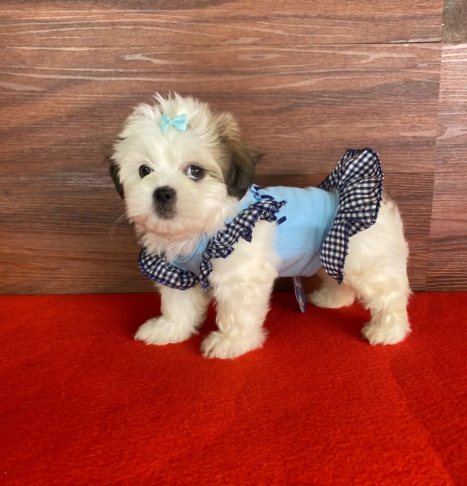 Lhasa Apso Fêmea