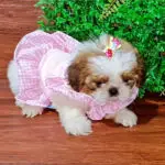 Shih-tzu Fêmea 60 Dias