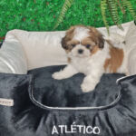 Shih-tzu Macho 60 dias