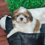 Shih-tzu Macho 60 dias