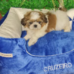 Shih-tzu Macho 60 dias 3
