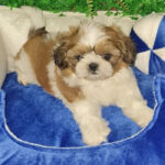Shih-tzu Macho 60 dias 4