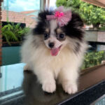 Spitz Alemão Fêmea 90 Dias 2