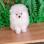 Spitz Macho 60 dias Vacinado